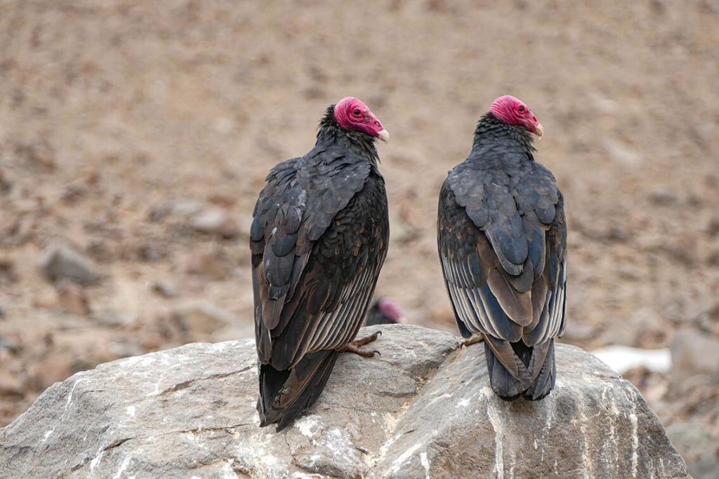 billy ward soaring with condors