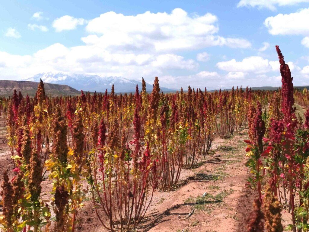 kate leeming bolivia