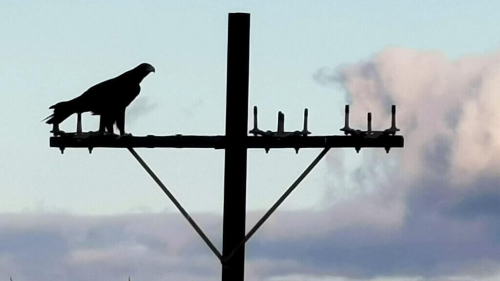 An eagle perches on an old telegraph pole in the late afternoon