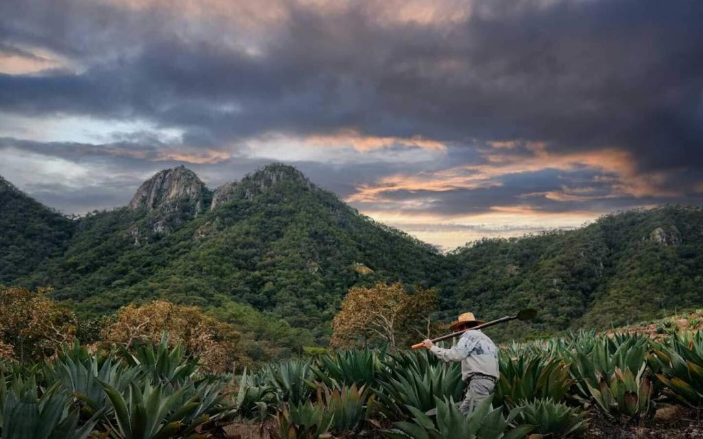 yeti agave bauer bei der ernte