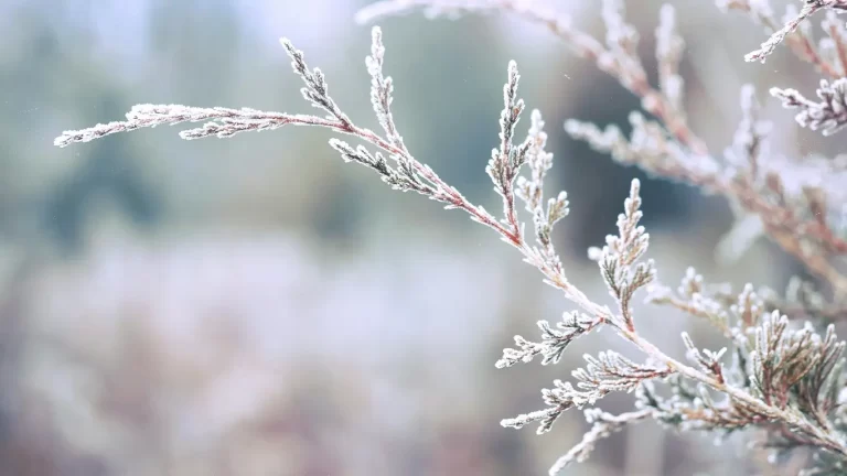 frost