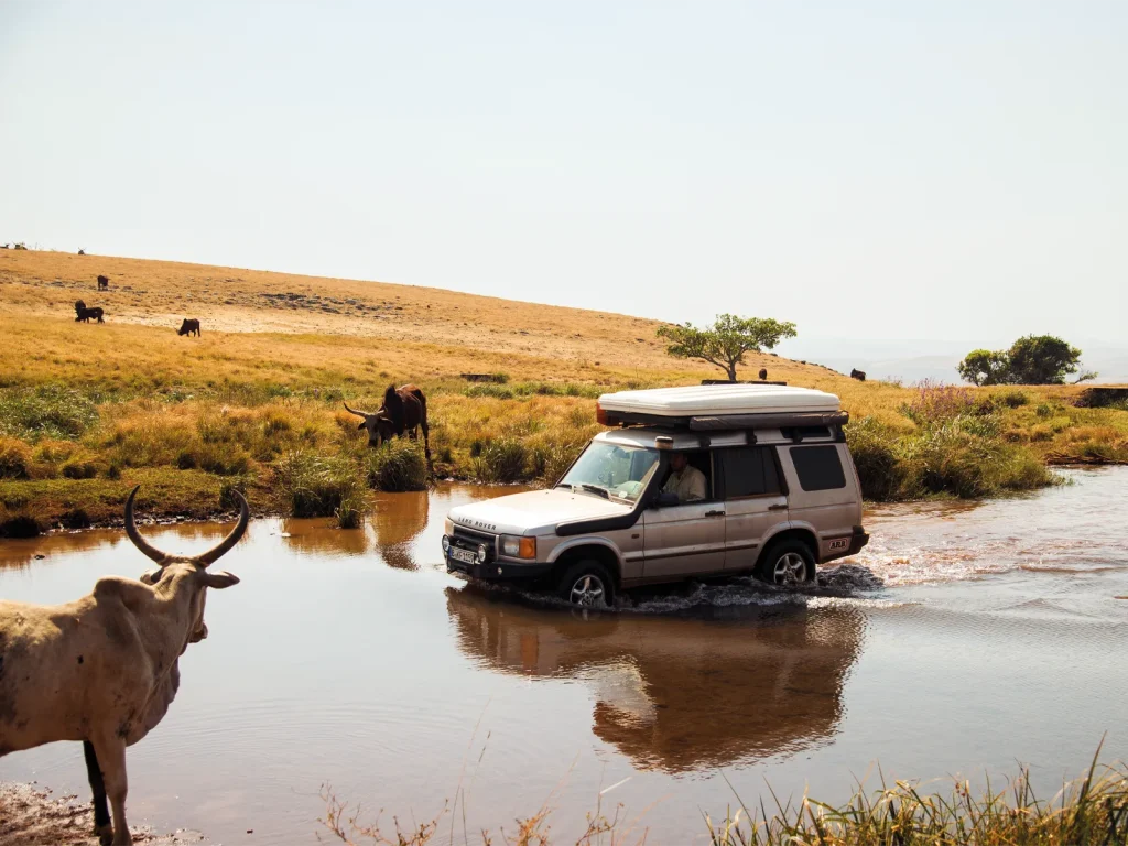 Land Rover Discovery crossing a shallow river among grazing cattle in Africa.