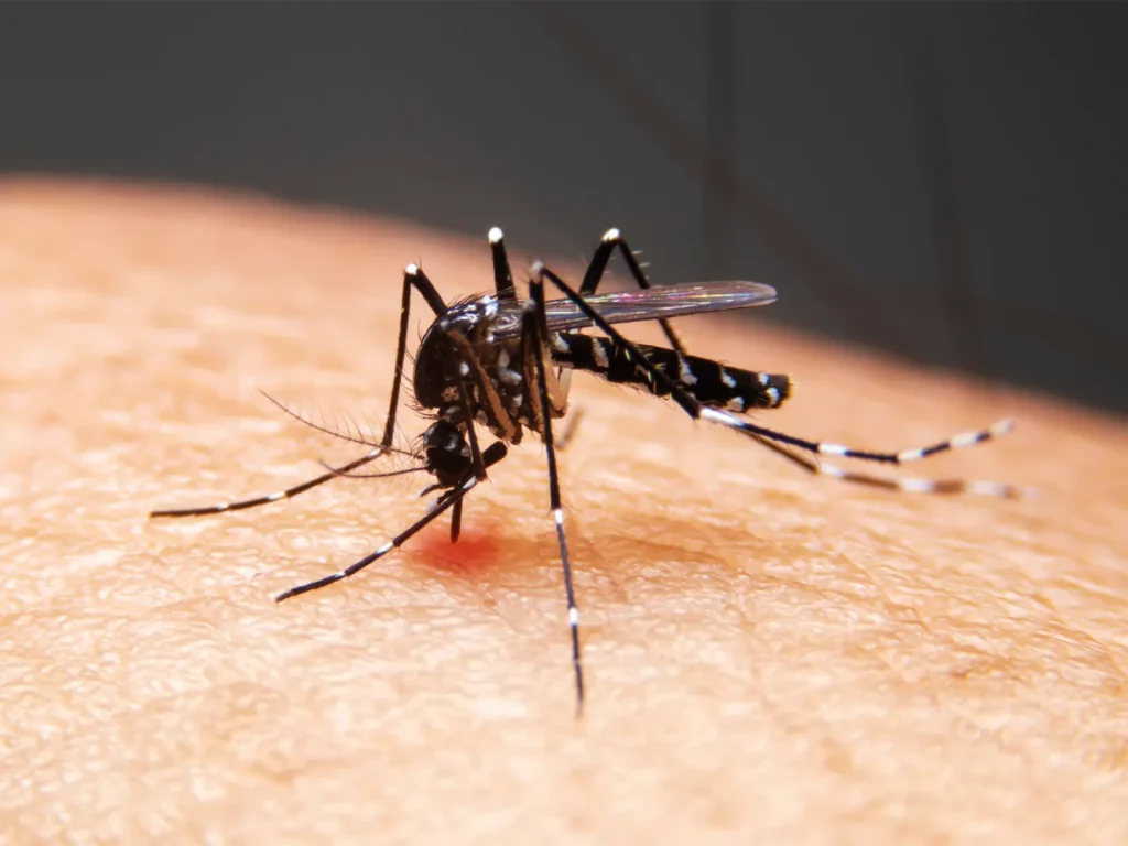 Mosquito feeding on human skin, illustrating the risk of malaria during travel.
