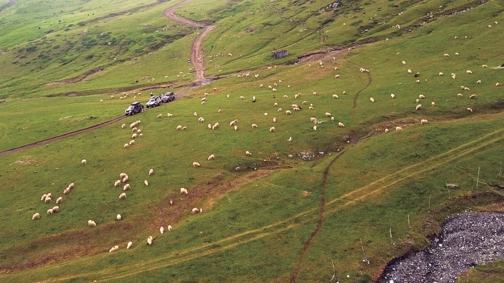 Overland vehicles travelling through a high mountain pasture among grazing sheep in Albania.