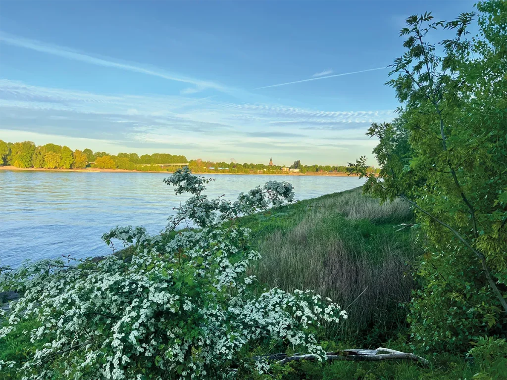 The Rhine near Cologne in spring, bordered by flowering shrubs and riverside trees.