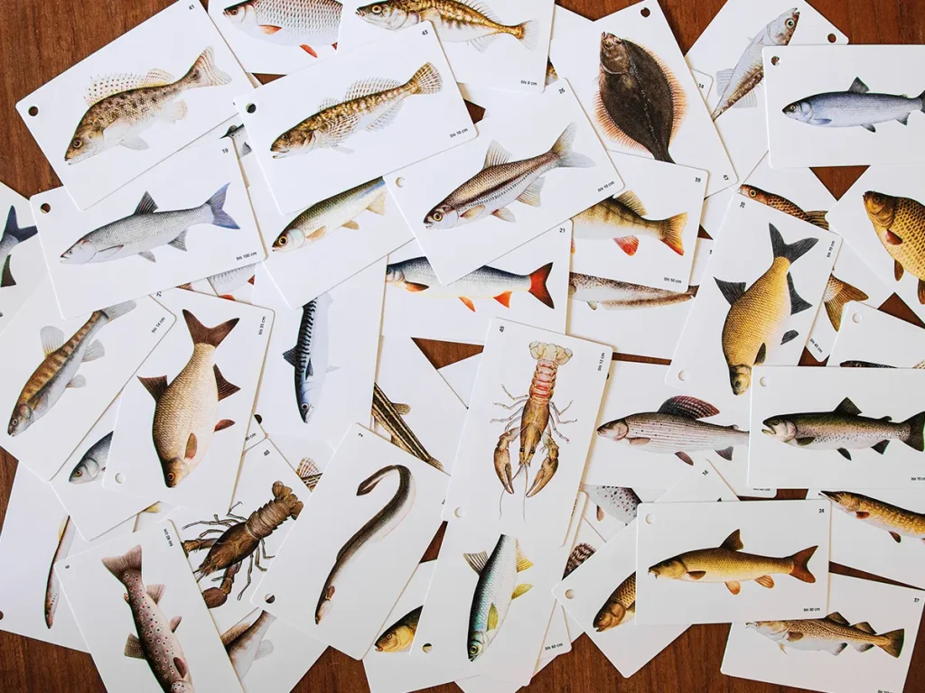 Fish identification cards showing different freshwater species spread across a wooden table during preparation for the German fishing licence exam.